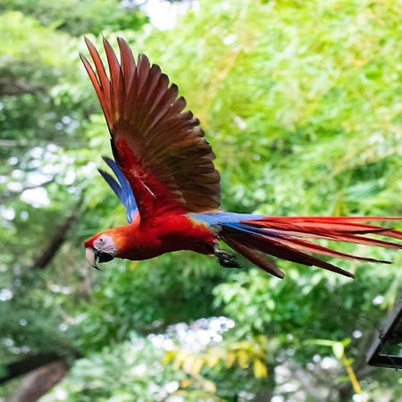 Jungle Lodge At Wild Sun Rescue Center Cabuya  Экстерьер фото