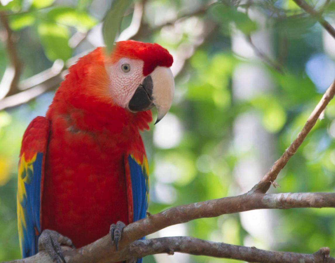 Jungle Lodge At Wild Sun Rescue Center Cabuya  Экстерьер фото